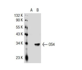 OS4 Antibody (2230C1a) - Western Blotting - Image 35052 