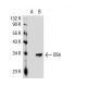 OS4 Antibody (2230C1a) - Western Blotting - Image 35052 