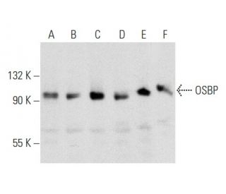 OSBP Antibody (H-5) - Western Blotting - Image 357012 