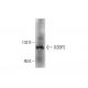 OSBP2 Antibody (G-8) - Western Blotting - Image 145574 