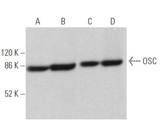 OSC Antibody (D-6) - Western Blotting - Image 367523 