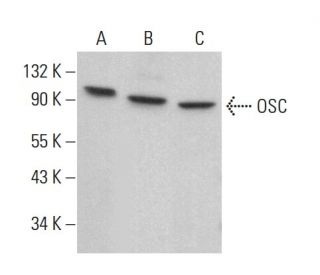 OSC Antibody (G-6) - Western Blotting - Image 378520 