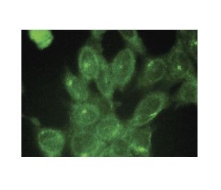 OSM Antibody (A-9) - Immunofluorescence - Image 149807 