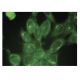 OSM Antibody (A-9) - Immunofluorescence - Image 149807 