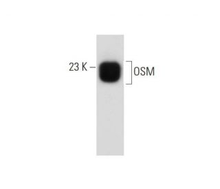 OSM Antibody (E-4) - Western Blotting - Image 138359 