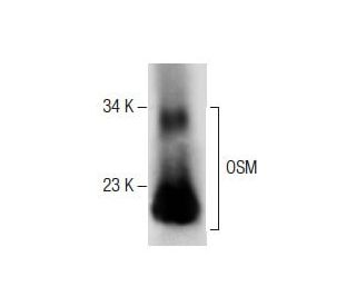 OSM Antibody (G-1) - Western Blotting - Image 287493