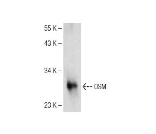 OSM Antibody (G-7) - Western Blotting - Image 146590