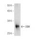 OSM Antibody (G-7) - Western Blotting - Image 146590