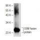 OSM Antibody (H-2) - Western Blotting - Image 147853
