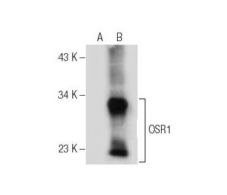 OSR1 Antibody (C-8) - Western Blotting - Image 156256