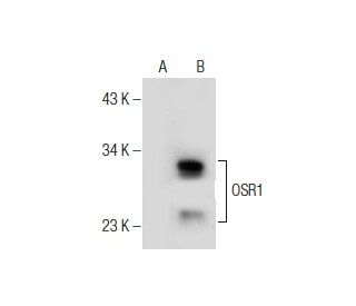 OSR1 Antibody (G-5) - Western Blotting - Image 156208