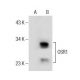 OSR1 Antibody (G-5) - Western Blotting - Image 156208
