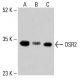 OSR2 Antibody (H-8) - Western Blotting - Image 415282