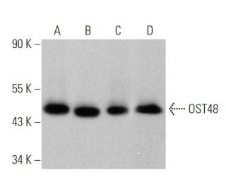 OST48 Antibody (E-9) - Western Blotting - Image 369779 