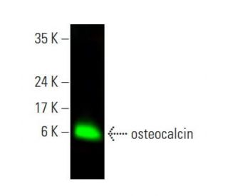 osteocalcin Antibody (D-11) - Western Blotting - Image 396482