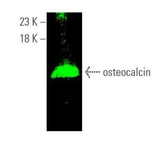 osteocalcin Antibody (G-5) - Western Blotting - Image 374225 