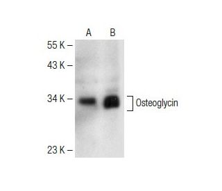 Osteoglycin Antibody (G-1) - Western Blotting - Image 150668