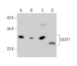 OSTF1 Antibody (AT9G4) - Western Blotting - Image 385142