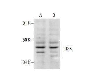 OSX Antibody (E-6) - Western Blotting - Image 291997