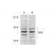 OSX Antibody (E-6) - Western Blotting - Image 291997