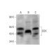 OSX Antibody (F-3) - Western Blotting - Image 320287 