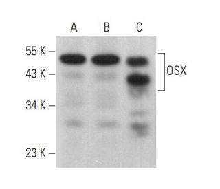 OSX Antibody (F-3) - Western Blotting - Image 378442Each CRISPR/Cas9 Knockout (KO) Plasmid product consists of a pool of 3 plasmids designed to ensure identification and cleavage of a specific gene for maximum knockout efficiency. Each plasmid encodes a unique 20 nt sequence derived from the GeCKO (v2) library.
