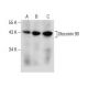Otoconin 90 Antibody (D-7) - Western Blotting - Image 158470 