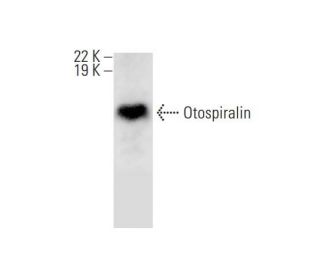 Otospiralin Antibody (A-12) - Western Blotting - Image 293063 