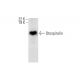 Otospiralin Antibody (A-12) - Western Blotting - Image 293063 