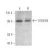 OTUD7B Antibody (H-4) - Western Blotting - Image 371697