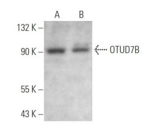 OTUD7B Antibody (H-4) - Western Blotting - Image 371697