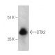 OTX2 Antibody (D-8) - Western Blotting - Image 389371
