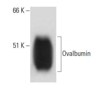 Ovalbumin Antibody (3G2E1D9) - Western Blotting - Image 16458
