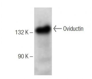 Oviductin Antibody (G-7) - Western Blotting - Image 155064 