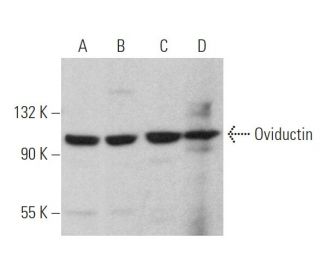 Oviductin Antibody (H-8) - Western Blotting - Image 374461 