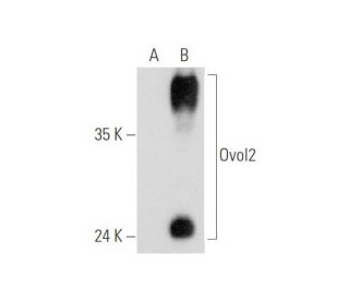 Ovol2 Antibody (E-9) - Western Blotting - Image 333686