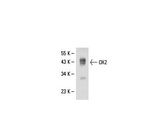 OX2 Antibody (OX90) - Western Blotting - Image 18085 