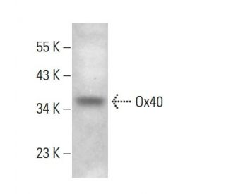 Ox40 Antibody (2Q1716) - Western Blotting - Image 379233