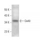 Ox40 Antibody (2Q1716) - Western Blotting - Image 379233