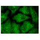 Ox40 Antibody (H-10) - Immunofluorescence - Image 152350