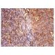 Ox40 Antibody (H-10) - Immunohistochemistry - Image 158210 