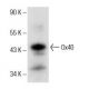 Ox40 Antibody (H-10) - Western Blotting - Image 151711 