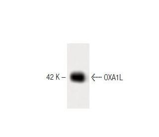 OXA1L Antibody (12) - Western Blotting - Image 60391 