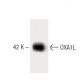 OXA1L Antibody (12) - Western Blotting - Image 60391 