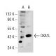 OXA1L Antibody (12) - Western Blotting - Image 125787