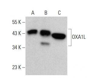 OXA1L Antibody (F-8) - Western Blotting - Image 376546 