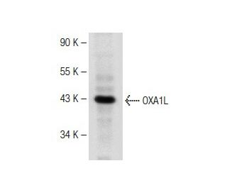 OXA1L Antibody (H-4) - Western Blotting - Image 149695 