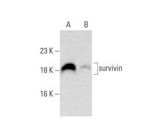 survivin (D-8): sc-17779. Western blot analysis of survivin expression in untreated (A) and Oxaliplatin (sc-202270) treate 