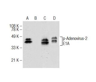 p-Adenovirus-2 E1A Antibody (C-9) - Western Blotting - Image 155213