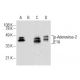 p-Adenovirus-2 E1A Antibody (C-9) - Western Blotting - Image 155213